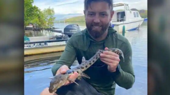 Акулы выползли на сушу в поисках еды