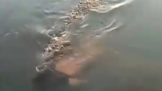 На видео сняли огромного крокодила с мертвым мужчиной в пасти