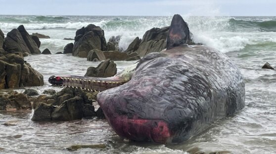 Загадочная смерть 14 кашалотов в Австралии озадачила ученых