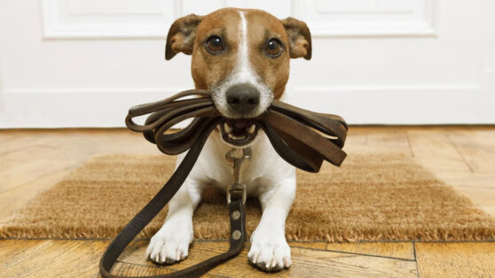 Кинолог объяснил, почему собаку лучше выгуливать на поводке, а не с рулеткой