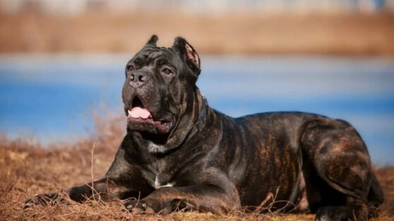 Кинолог перечислил самые непослушные породы собак