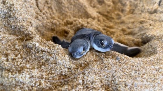 Двухголовая морская черепаха с двумя характерами удивила ученых