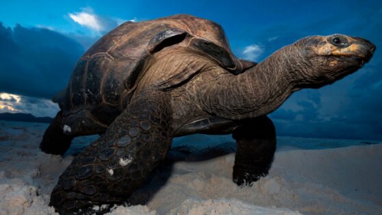 Обнаружен гигантский вид вымершей черепахи-левиафана