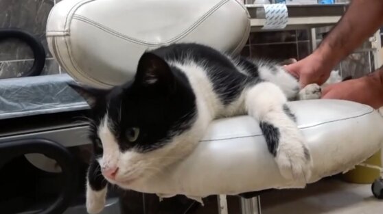 Бездомный кот со сломанной лапой пришел за помощью в больницу