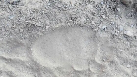 Ученый раскрыл тайну существования йети