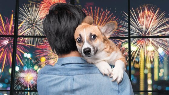 Кинолог перечислил самые распространенные фобии у собак