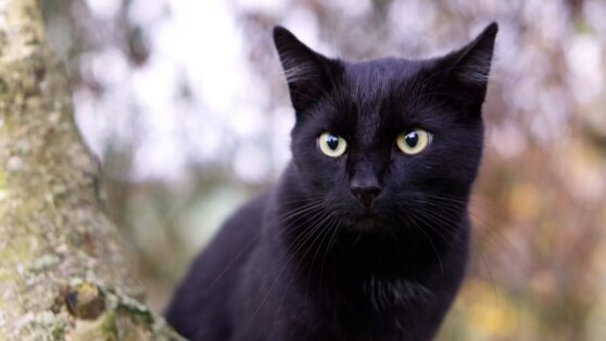 Пропавшая кошка вернулась к хозяйке спустя девять лет