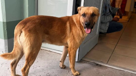 Преданная собака нашла пропавшего хозяина и спасла его от смерти