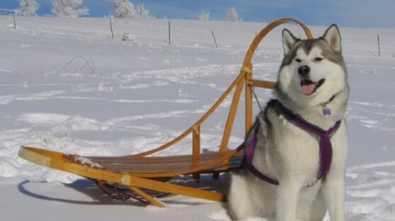 Собака привела помощь к умирающему россиянину
