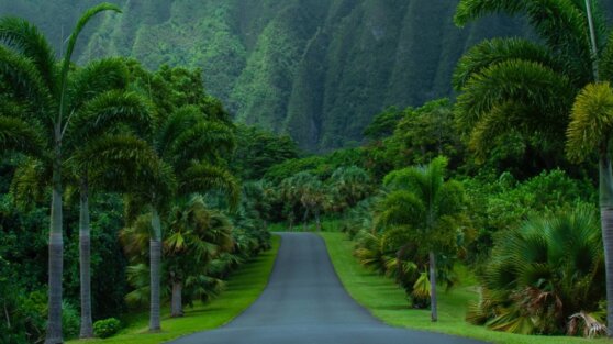 Мужчина случайно оставил жену в джунглях