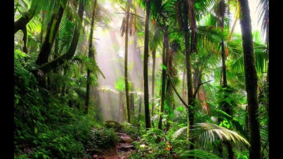 Семья отказалась от городского комфорта и решила уехать в джунгли