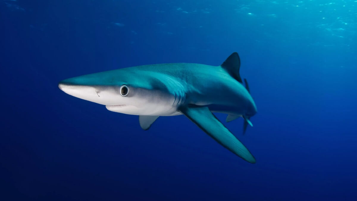 Синие акулы (Prionace glauca)