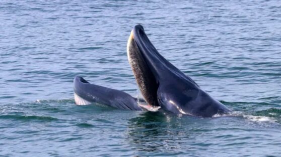 Оказавшийся в пасти кита мужчина рассказал о своих ощущениях