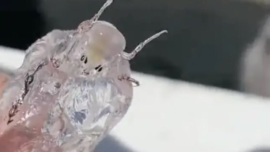 Рыбаки поймали «инопланетное» существо