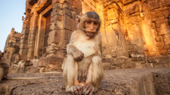 Обезьяна украла сумку у туристки и помогла найти целую «сокровищницу»
