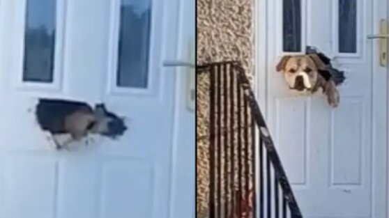 Собака прогрызла входную дверь и озадачила местных жителей: видео