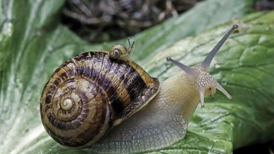 В улитках нашли клей для затягивания ран