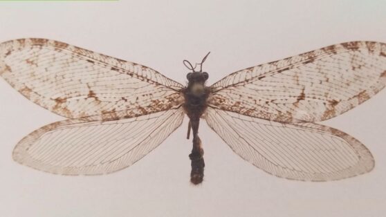 Гигантское насекомое юрского периода нашли в торговом центре США