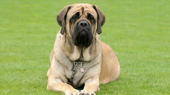 Только спокойствие: кинолог назвал 3 лучшие породы собак для тех, кто хочет тихого питомца