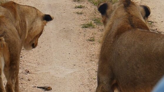 Ящерица спаслась от двух львов и кобры: видео
