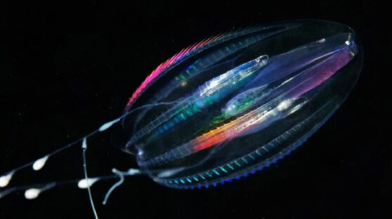 Вот, как выглядело первое животное на Земле