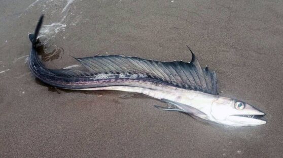 Странные рыбы-людоеды начали выбрасываться на пляжи в США