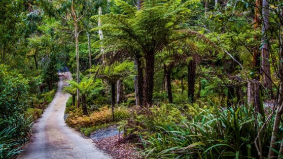 Женщина застряла в лесу, но выжила благодаря бутылке вина