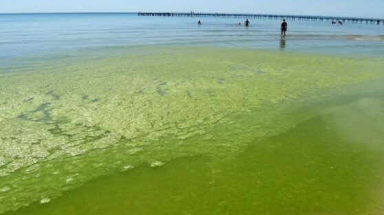 Море в Анапе зацвело