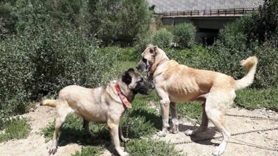 Дрессировщик назвал 3 самые непредсказуемые породы собак