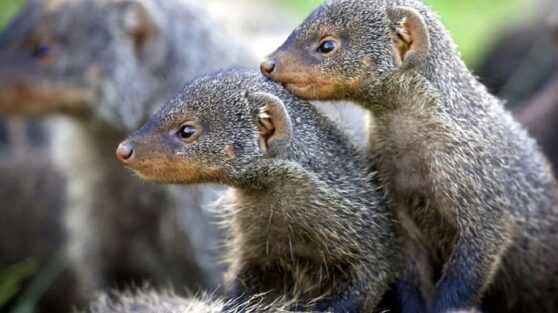 Мангусты спасли сородича от огромного орла