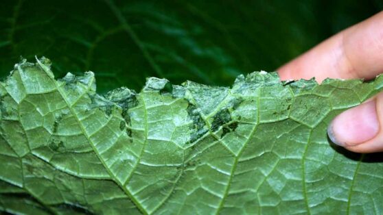 Как справиться с тлей на участке: совет дачникам
