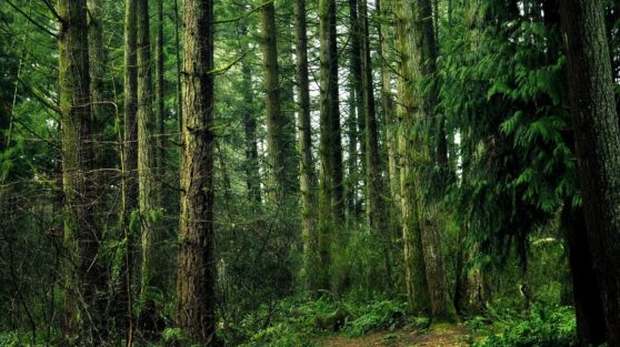 Что делать, если потерялись в лесу: план действий