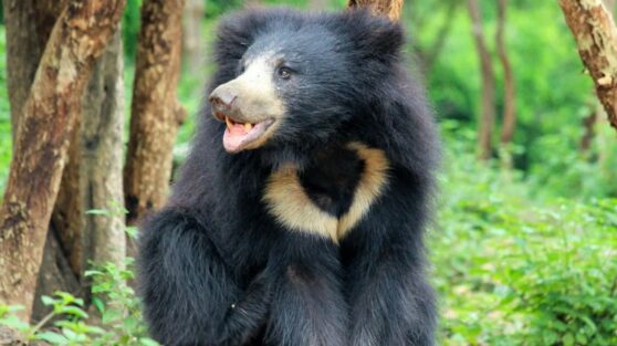 Женщина голыми руками отбилась от медведя