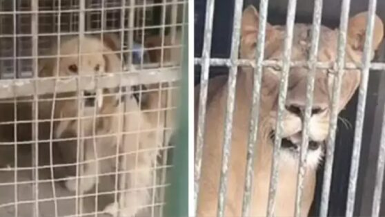 Китайский зоопарк пытался выдать золотистого ретривера за льва