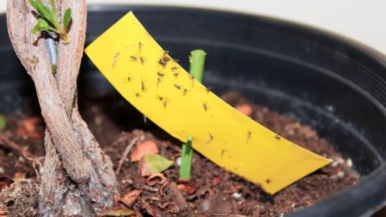 Почему заводятся мошки в комнатных растениях: ошибки цветоводов