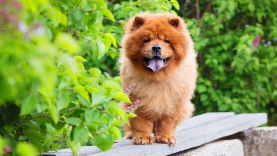 Кинологи назвали чау-чау «злобной машиной для убийства»