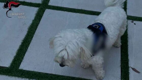 Собака выдала местонахождение босса итальянской мафии