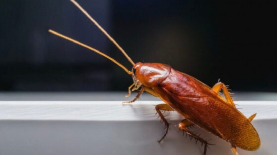 Семья решила устроить отпуск мечты в Европе, но сбежала из отеля из-за тараканов