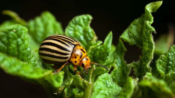 Как бороться с колорадскими жуками: осенний совет дачникам