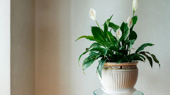 Садовод рассказала о 3 ошибках, которые могут погубить спатифиллум