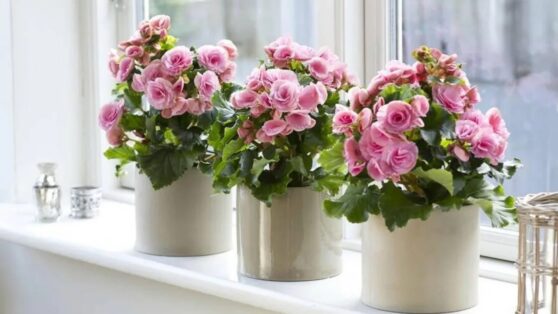 Как выполнить главный каприз азалии и заставить ее цвести?