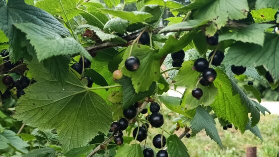 Кардиолог назвала самую полезную для сосудов ягоду