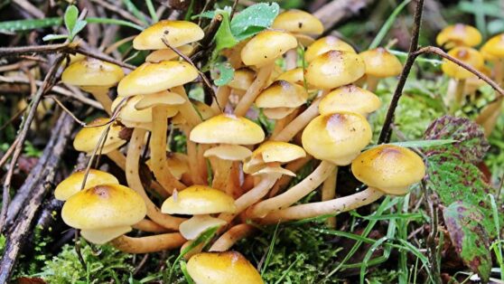 Как отличить ядовитые ложные опята от настоящих осенних опят в России